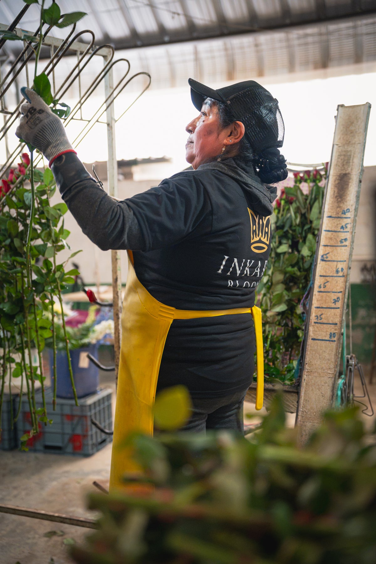 The middle of the world.The ideal place to grow roses.