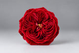 Garden Roses — Red