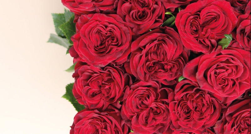Garden Roses — Red