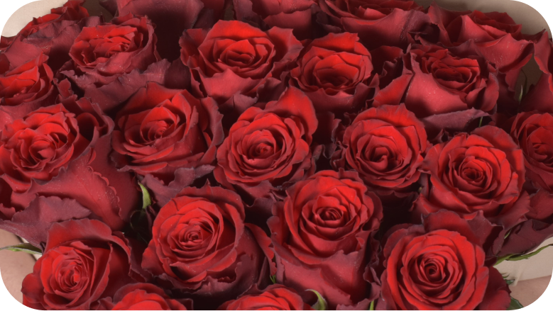 Roses Subscription