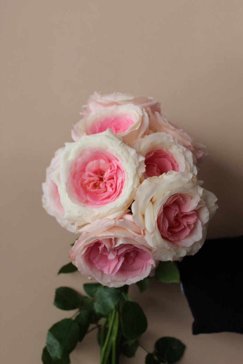 Garden Roses — Light Pink