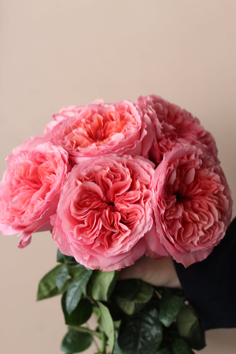 Garden Roses — Dark Pink