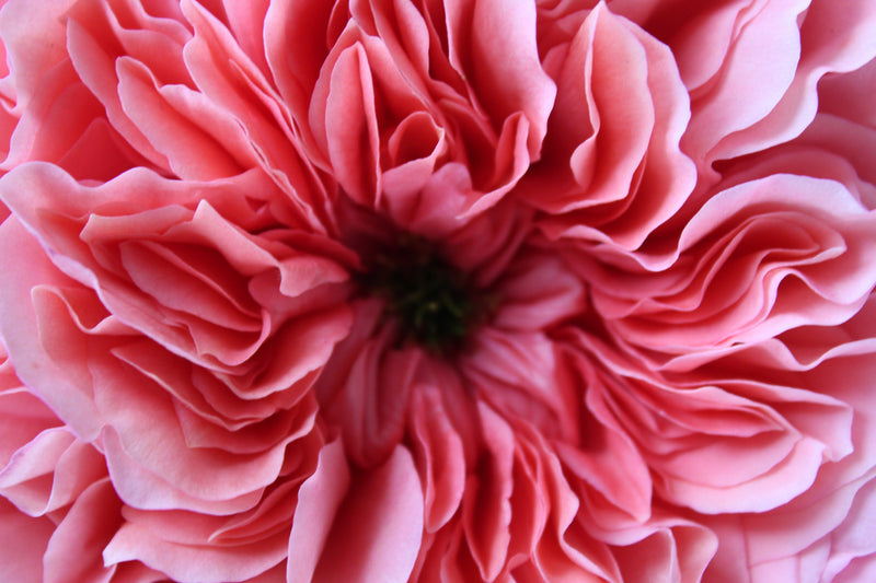 Garden Roses — Dark Pink