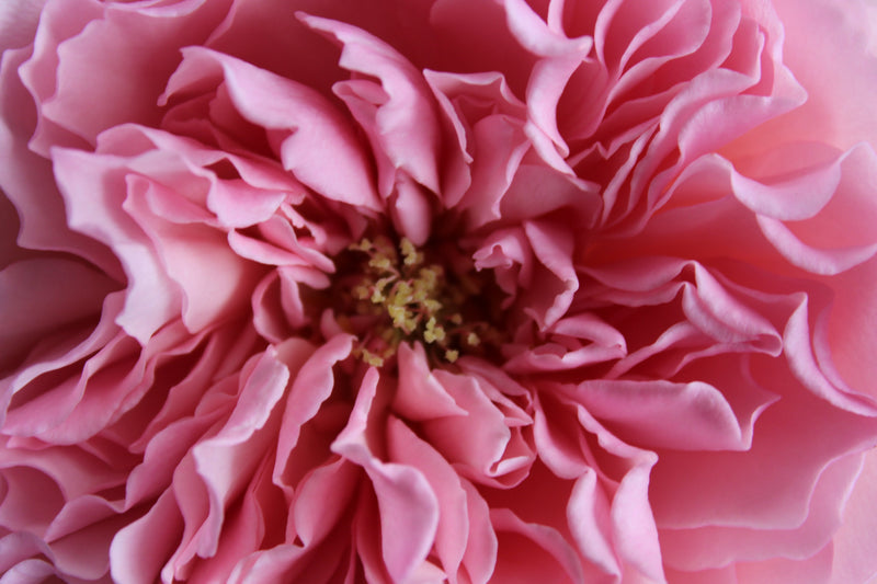 Garden Roses — Pink
