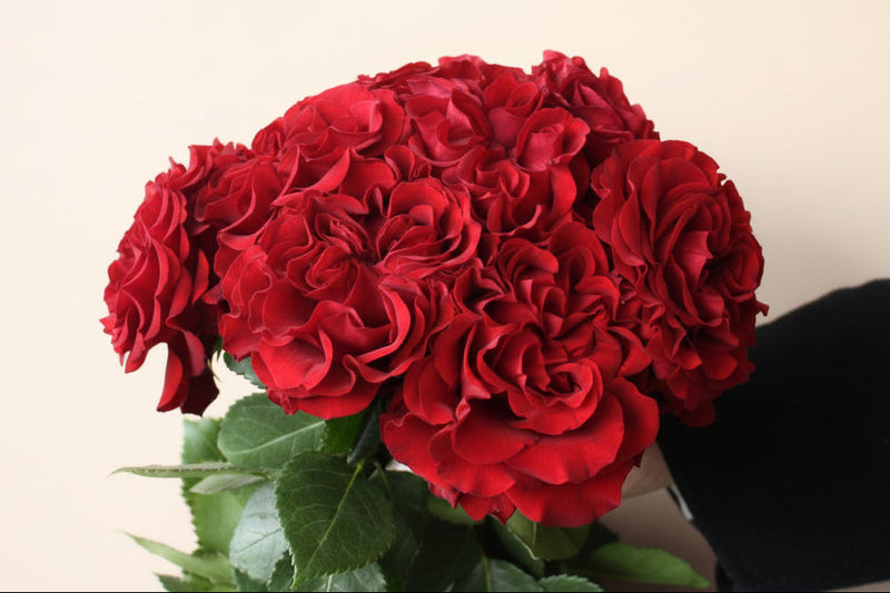 Garden Roses — Red