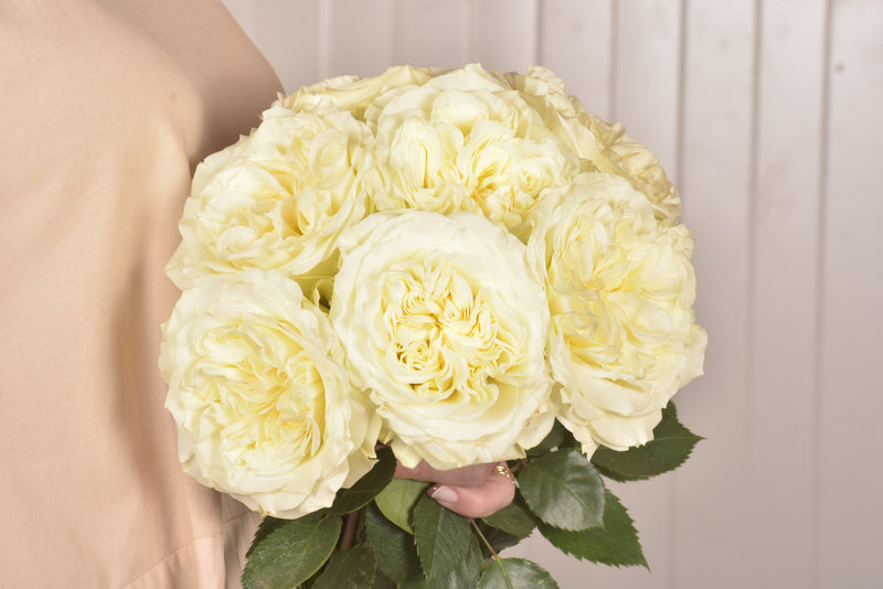 Garden Roses — White