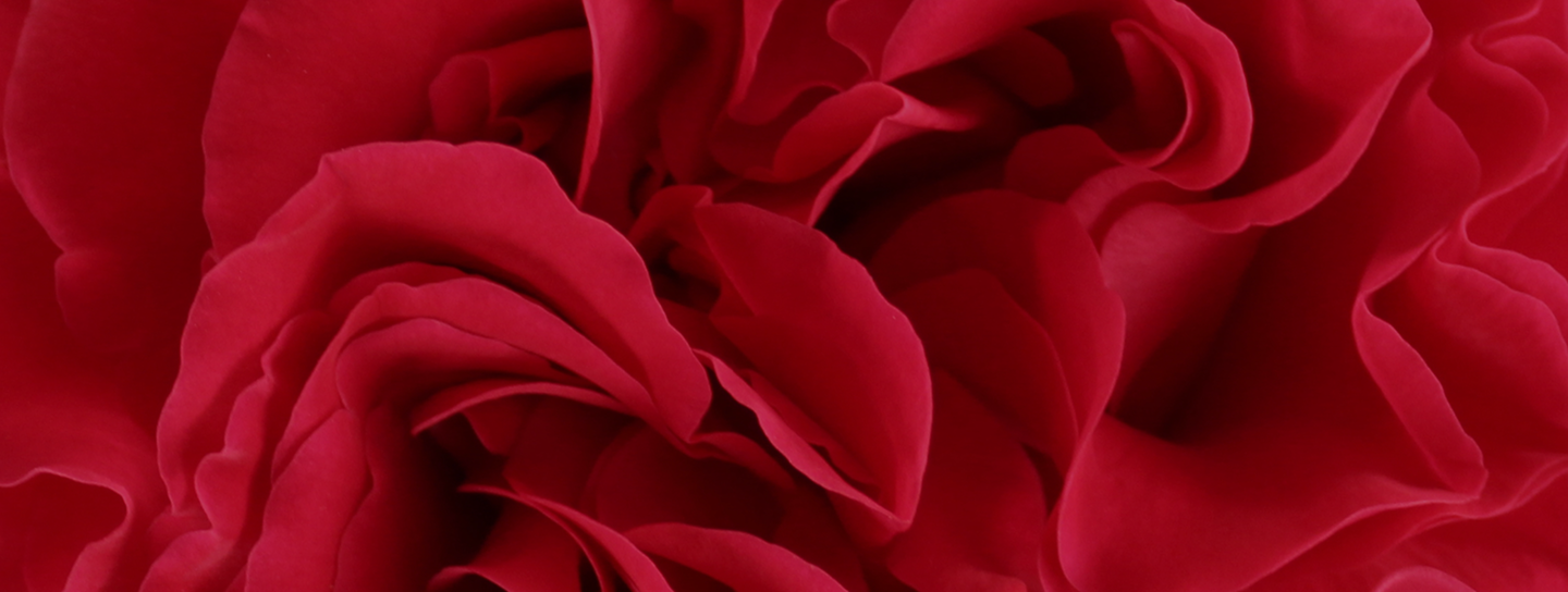 Flowers should not lose their beauty before they reach you